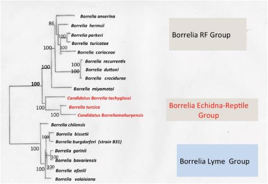 Especies de Borrelia.JPG