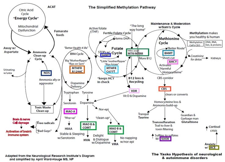 yasko-methylation.jpg